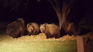 Viewer photos: grizzly bears near Choteau