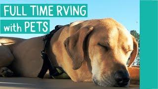 RVing WITH DOGS.  TIPS TO KEEP THEM HAPPY AND SAFE