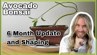 Avocado Bonsai Six Month Update and Shaping