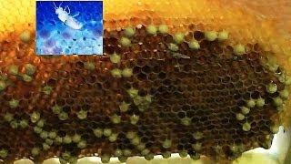 Is my QUEEN BEE ALIVE and laying? Brood frame closeup examination - beekeeping 101