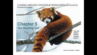 Professor Olufisayo Jejelowo's Biology class for non majors. Chapter 5 The Working Cell