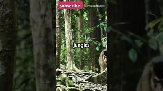 From the Jungle to the Stars: The Ultimate Animated Adventure!