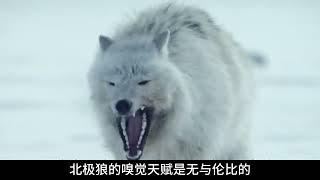 北极狼的生存之谜：在冰雪世界中，如何猎捕食物？