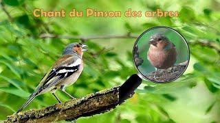 Chant du PINSON des ARBRES et du LORIOT au loin