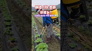 배추 1차 추비 비료 선택 방법 #shorts