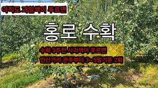 9월초 수확예정인 홍로색이 푸르면 인산가리 관주 필요