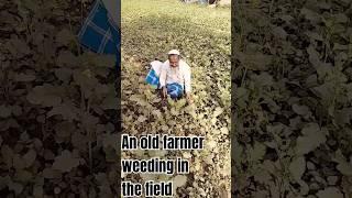 #An old farmer weeding@Amazing World Views