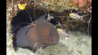 Giant Moray and Cleaner Shrimp in Maldives Pt  1