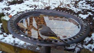 A beautiful little grey wagtail visiting the garden bird bath (Motacilla Cinerea)