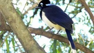 Aves Argentinas