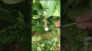 White bhilawa tree tamil|| White bhilawa biba tami call me 7498657495