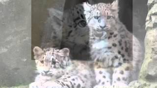 Snow Leopard Cubs