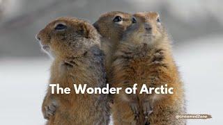 Arctic Ground Squirrel  | The Wonder of The North | Animal facts | Untamed Zone