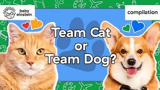 Cats, Dogs & More of Your Favorite Animals! | Baby Einstein | Learning Show for Toddlers | Animals