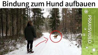 Bindung zum Hund aufbauen ️ Praxisvideo ️