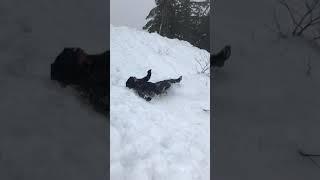 Big guy on a lil sled (Fail)