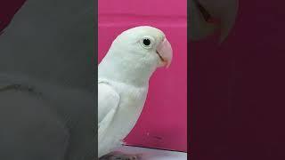 #birds #bird #cutebirds #loveanimals #animals #parrot #animallover #love #petlovers #lovebird #