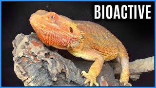 BEARDED DRAGON BIOACTIVE SETUP - Changing Things For The Better