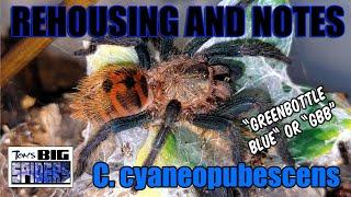 C.  cyaneopubescens "GBB" Rehouse and Tips