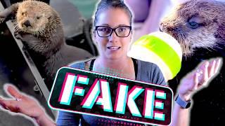 How to Spot FAKE Animal Rescue Videos