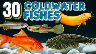 Coldwater Aquarium Fish: 30 Species to Consider