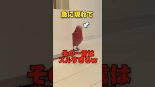 オウムの衝撃のひと言がめちゃくちゃおもろいwww【モモイロインコ】