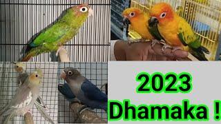 Al Noor Pet Shop par New Year Dhamaka offer  2023 | Pet Shop in Ahmedabad | Hand tamed birds