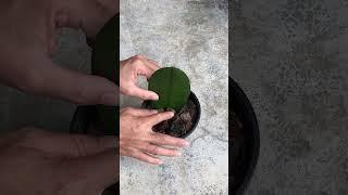 How to propagate phalaenopsis from leaves #shorts