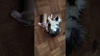 Watch Oreo grow up in 40 seconds.  #kittens #cats #catsofshorts