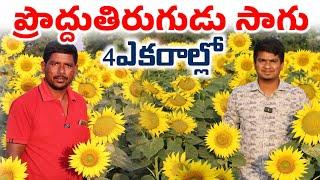 Sunflower Farming | 4ఎకరాల్లో ప్రొద్దుతిరుగుడు సాగు | Shiva Agri Clinic