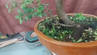 bonsai hải châu giá mềm (28/4/2024) clip 372#bonsaihảichâu  #bonsaivietnam ️️️️ 0987180737