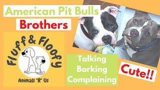 Two huge Pit Bull Brothers being adorable, barking, complaining, licking final! #shorts