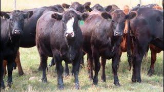 Grose/Poole/Frattinger - 910# October Grass Heifers - 61 Head (Moosomin, SK)