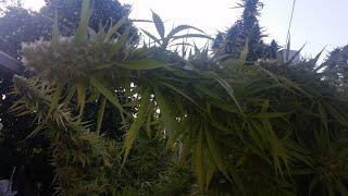 Rando's Back Yard Grow and Indoor too Dec 11 2020