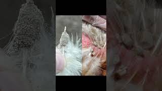 Click the link for the full video! #chickens #mites #purelychickens #coop