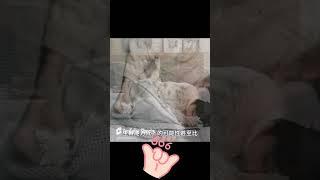 论充足的睡眠有多么重要，赶紧重视起来吧！#shorts