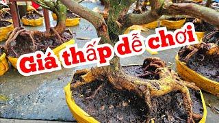 Đế quái Đế thú. A.Tú  O9I777I666 mai vàng 23/9 Chợ Gạo miền tây tôi yêu chosaigon (@MaivàngQuêdừa)