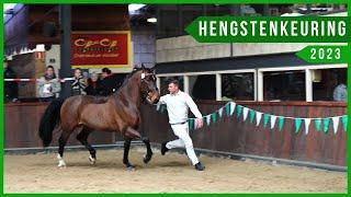 Hengstenkeuring Het Groninger Paard 2023