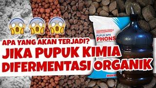 MENGUNGKAP APA YANG TERJADI JIKA PUPUK KIMIA DIFERMENTASI | Agar tanaman subur hemat biaya | NPK