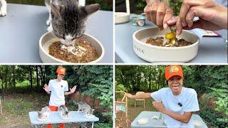 Feeding My Outdoor Cats The Most Expensive Meal They Ever Ate