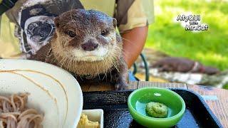 An Otter Makes a Crispy Face After Smelling Wasabi for the First Time [Otter Life Day 940]