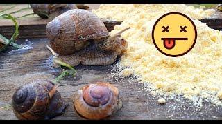 Gardener's secrets. Ecological poison for snails and slugs. Corn flour. How to fight slugs #garden