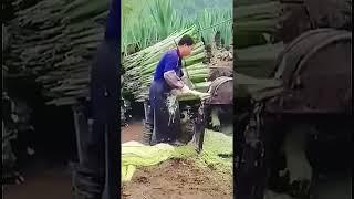 Harvesting aloe vera cutting process