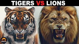 What Is The Difference Between Tigers and Lions?