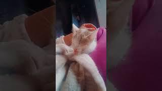 littel cat #kitty #catlovers #funny #mycat #catcat #cats #catlover #catlove #catlife #kitten