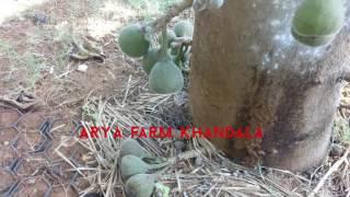 Arya Landscapes project of litchi and fig tree treatment at Khandala