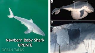 Newborn Great White Shark? Relevant Update to the Research