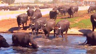 Wonderful Water Buffalo Farming | Amazing Buffalo Dairy Farm Modern Technology