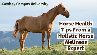 Quick Horse Health Tips From Holistic Horse Wellness Expert Julie Parsonage