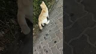 #viral #cat #trending #catvideos #shorts